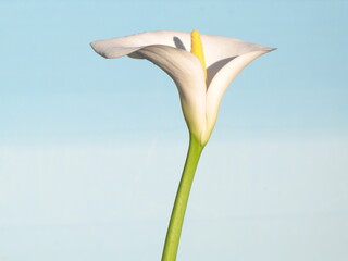 Flor Cala Fower