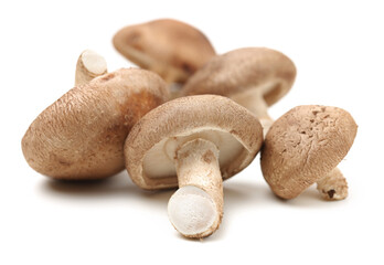 Shiitake mushroom on the White background 
