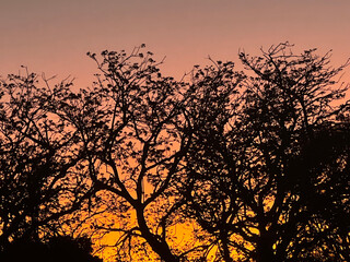 silhouette of tree