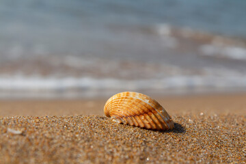shell on the beach in sabaudia al circeo