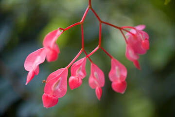 Begonia fuchsia flower