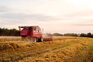 Combine harvester in the field reaps wheat at sunset in summer. Agricultural work
