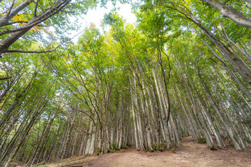 National Park of Casentinesi Forest, Campigna, Italy