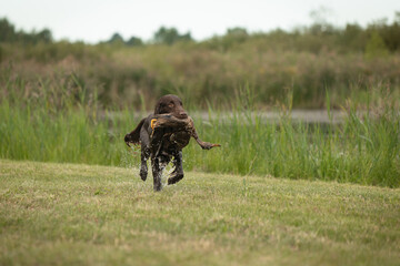 Beautiful flat-coated retrieve carrying a shot down bird to its owner