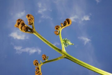Austral Bracken Fern (Pteridium esculentum) with emerging frond