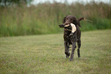 Beautiful flat-coated retrieve carrying a shot down bird to its owner