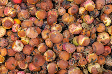background of rotten apples lying on the ground