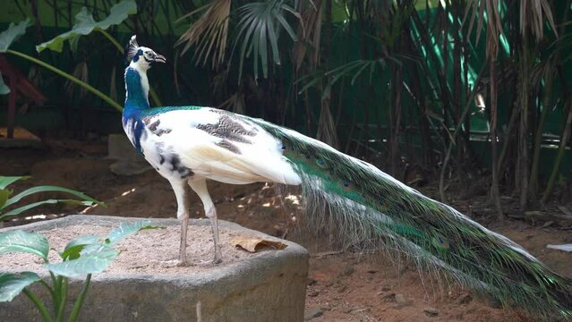 Beautiful cross breeding white and blue indian peafowl perch gracefully and wondering around its surrounding environment at bird paradise, langkawi wildlife park, close up handheld shot.