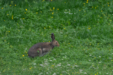 Hare in the grass