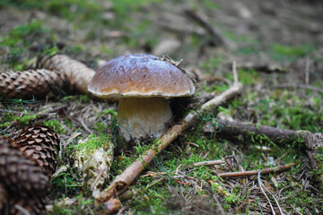 Steinpilz