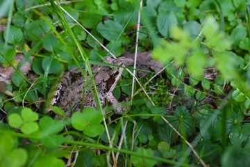 Kröte