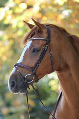 Obraz premium A beautiful brown horse, Gotland Sweden.