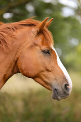 Naklejka na ściany i meble A beautiful brown horse, Gotland Sweden.
