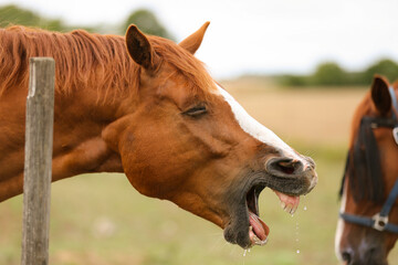 A funny closeup of a horse in a paddock, Gotland Sweden.