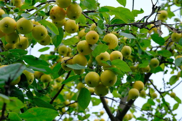 ripe apples on the tree