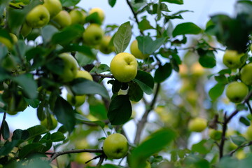 ripe apples on the tree