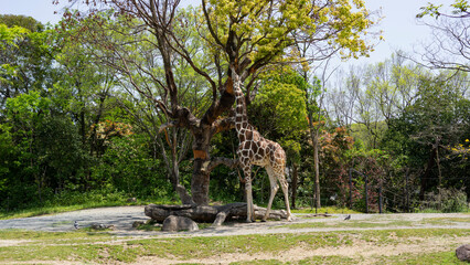 giraffe looking for something in the tree
