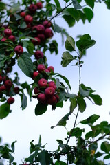 ripe red apples on the tree