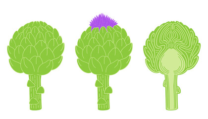Flowering artichoke and cut artichoke flat vector botanical illustration. Green vegetables healthy food clipart