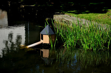 the mallard often swims in ponds near domestic birds, such as geese and chickens. however, it...