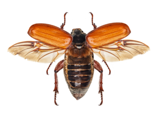 Flying insect, cockchafer isolated on white