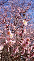 Flower Plant Sky Branch Twig Petal