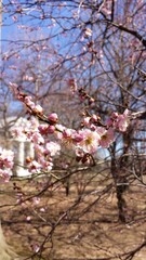 Flower Sky Twig Petal Branch Plant