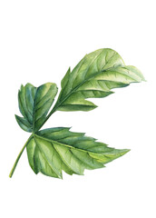 Beautiful leaf botanical drawings on a white isolated background. Watercolor illustration