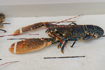 Close-up of a brown crayfish in a white aquarium of a seafood restaurant. Sea products on the market. Fresh seafood.