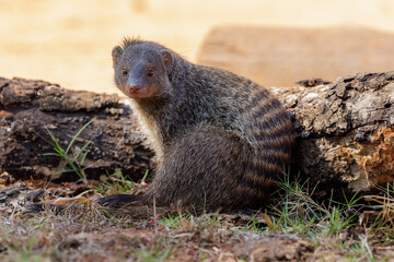 Banded mongoose relaxing and looking at the camera