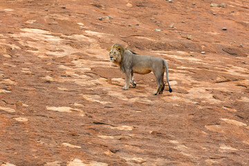 Male lion standing on a rock plateau in Nkomazi Game Reserve in Kwa Zulu Natal in South Africa with copy space