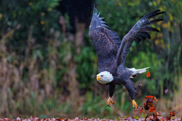 Bald eagle or American eagle (Haliaeetus leucocephalus) flying in the South of the Netherlands on a rainy day in the autumn 