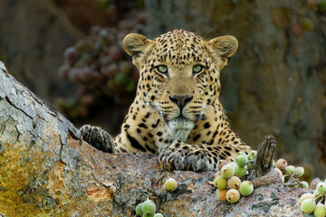 Leopard male resting and looking around in a big fig tree in the Okavango Delta in Botswana    