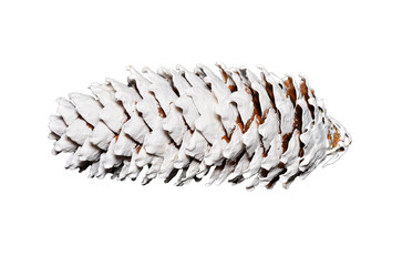 pine cone with white color looks like snow covers it. nature decoration