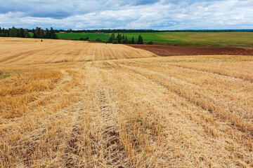 Agriculture landscape with empty rural field after harvesting with green field
