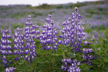 lupine łubin purple flower iceland  
