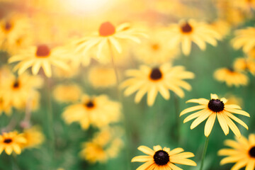 on the endless green field grow fragrant yellow flowers