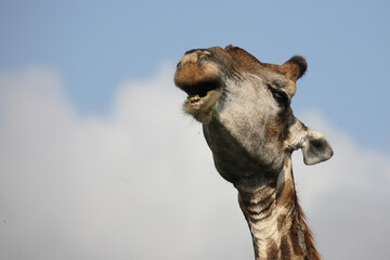 Giraffe / Giraffe / Giraffa Camelopardalis