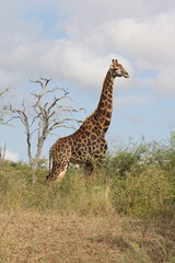 Giraffe / Giraffe / Giraffa Camelopardalis