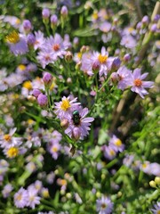 flowers in the garden