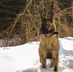 german shepherd on the background of winter forest