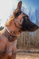 Malinois is the most beautiful and smart muzzle