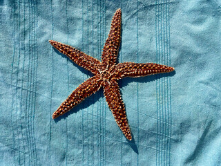 Starfish on top of a blue towel on a nice sunny day