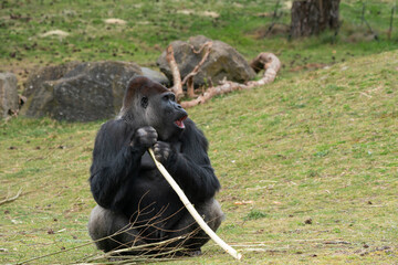 The silverback gorilla