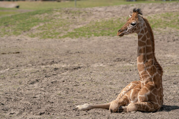 head of a baby giraffe