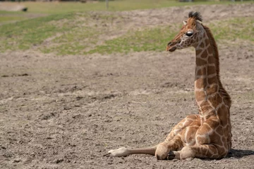 Fototapeten head of a baby giraffe © denboma