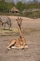 Fototapeta na wymiar An baby giraffe in the park