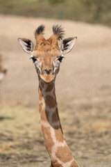 Obraz na płótnie Canvas head of a baby giraffe