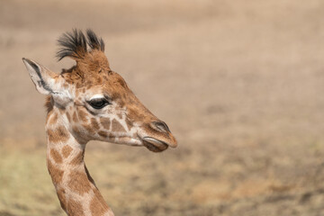 Obraz na płótnie Canvas head of a baby giraffe