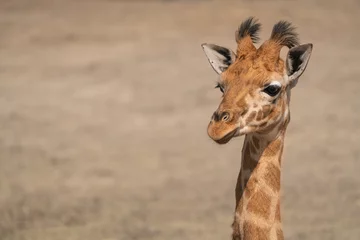 Gordijnen head of a baby giraffe © denboma
